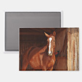 schuur paard magneet (Voorkant / Achterkant)
