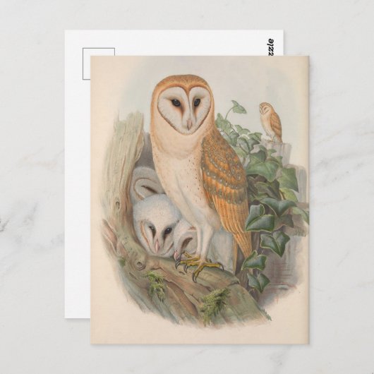  Schuur Uil Vogel Briefkaart (Voorkant / Achterkant)