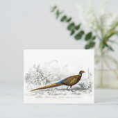 Schuurmiddel voor Kerstmis - Ring Necked Pheasant  Feestdagenkaart (Staand voorkant)