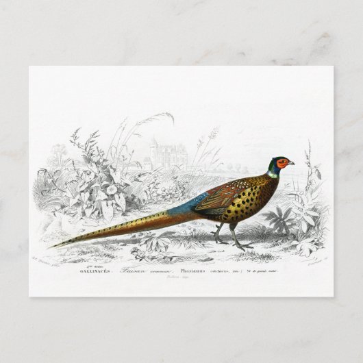 Schuurmiddel voor Kerstmis - Ring Necked Pheasant  Feestdagenkaart (Voorkant)