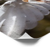 Schuuruil en vleugels foto afdruk (Hoek)