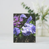 Schuwe Paarse Pansies Briefkaart (Staand voorkant)