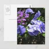 Schuwe Paarse Pansies Briefkaart (Voorkant / Achterkant)