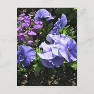 Schuwe Paarse Pansies Briefkaart