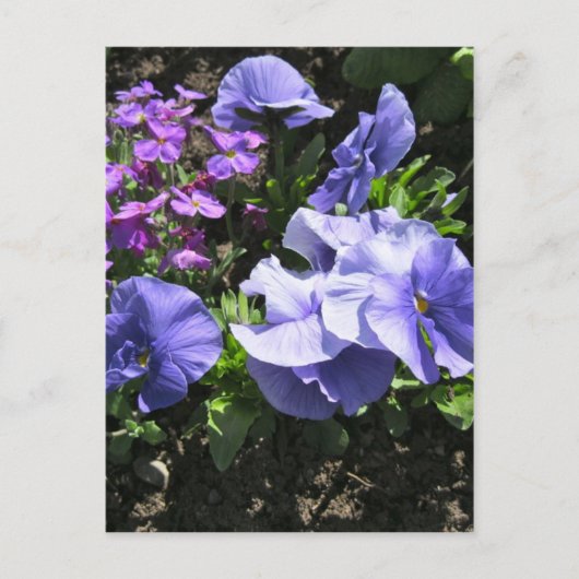 Schuwe Paarse Pansies Briefkaart (Voorkant)