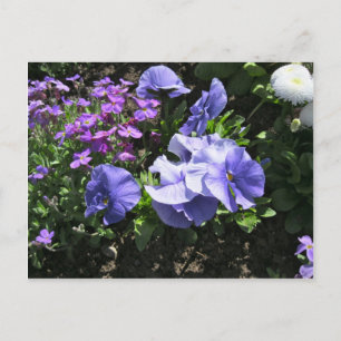 Schuwe Paarse Pansies Briefkaart