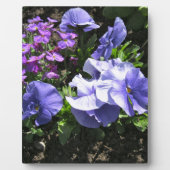 Schuwe Paarse Pansies Fotoplaat (Voorkant)