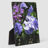 Schuwe Paarse Pansies Fotoplaat (Zijkant)