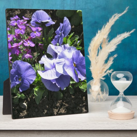 Schuwe Paarse Pansies Fotoplaat (Zijkant)