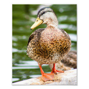 Schuwe Vrouwelijke Vrouwelijke Wilde eend Foto Afdruk