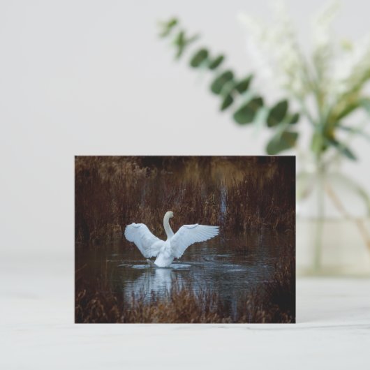 Schwan beim morgendlichen Bad  Briefkaart (Staand voorkant)