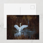 Schwan beim morgendlichen Bad  Briefkaart (Voorkant / Achterkant)