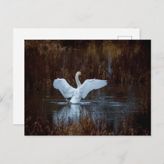 Schwan beim morgendlichen Bad  Briefkaart (Voorkant / Achterkant)