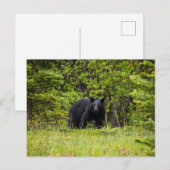 Schwarzbär im Wald Briefkaart (Voorkant / Achterkant)