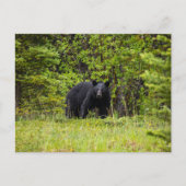 Schwarzbär im Wald Briefkaart (Voorkant)