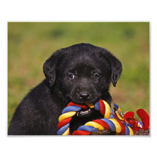 schwarzer Hund Labrador Retriever Welpe Fotoposter Foto Afdruk (Voorkant)