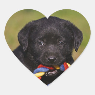 schwarzer Hund Labrador Retriever Welpe Sticker
