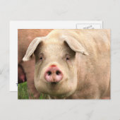 Schwein gehabt briefkaart (Voorkant / Achterkant)