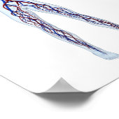 Science Veins Funny Poster (Hoek)