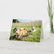 Scientist Corgis on a Hill blanco groet