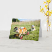 Scientist Corgis op een Hill verjaardagskaart Kaart (Gele Bloem)