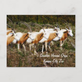 Scimitar Horned Oryx Briefkaart (Voorkant)