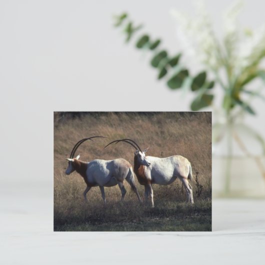 Scimitar-Horned Oryx Briefkaart (Staand voorkant)