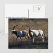 Scimitar-Horned Oryx Briefkaart (Voorkant / Achterkant)