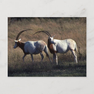 Scimitar-Horned Oryx Briefkaart