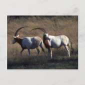 Scimitar-Horned Oryx Briefkaart (Voorkant)
