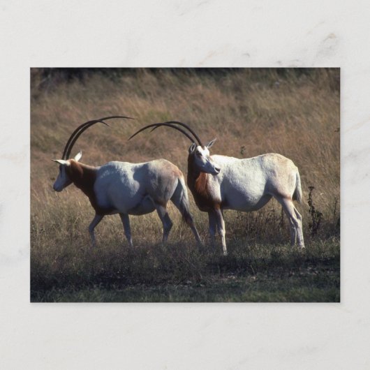 Scimitar-Horned Oryx Briefkaart (Voorkant)