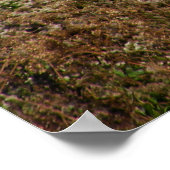 Scimitar Horned Oryx Poster Print (Hoek)