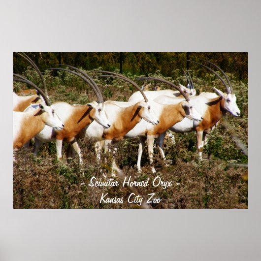 Scimitar Horned Oryx Poster Print (Voorkant)