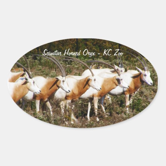 Scimitar Horned Oryxes stickers (Voorkant)