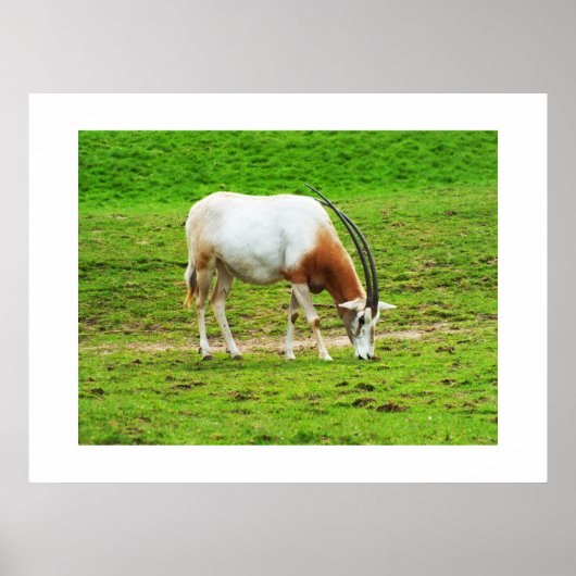 Scimitar oryx poster (Voorkant)