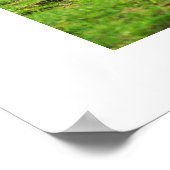 Scimitar oryx poster (Hoek)