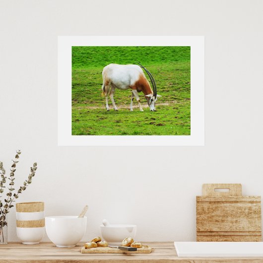 Scimitar oryx poster (Keuken)