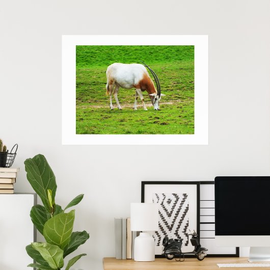 Scimitar oryx poster (Thuiskantoor)