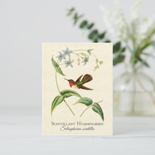 Scintillant Hummingbird  Art Briefkaart (Staand voorkant)