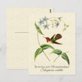 Scintillant Hummingbird  Art Briefkaart (Voorkant / Achterkant)