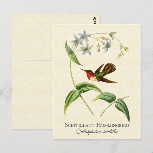 Scintillant Hummingbird  Art Briefkaart (Voorkant / Achterkant)