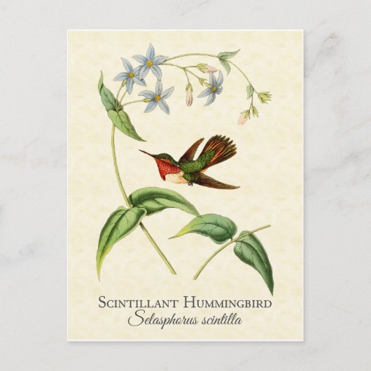 Scintillant Hummingbird  Art Briefkaart (Voorkant)