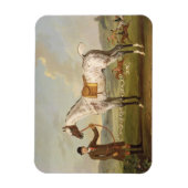 Scipio, Colonel Roche's Spotted Hunter, c.1750 (oi Magneet (Verticaal)