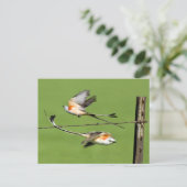 Scissortails in de vlucht briefkaart (Staand voorkant)