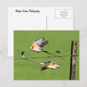 Scissortails in de vlucht briefkaart (Voorkant / Achterkant)
