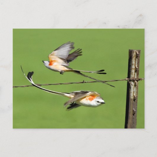 Scissortails in de vlucht briefkaart (Voorkant)