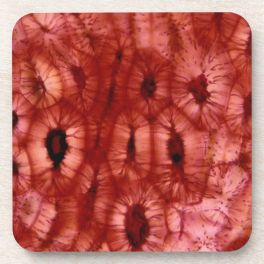 Sclerenchyma-cellen uit een Cherry Pit Bier Onderzetter (Voorkant)