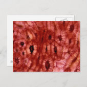 Sclerenchyma-cellen uit een Cherry Pit Briefkaart (Voorkant / Achterkant)