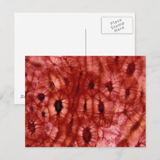 Sclerenchyma-cellen uit een Cherry Pit Briefkaart (Voorkant / Achterkant)