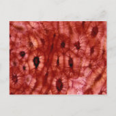 Sclerenchyma-cellen uit een Cherry Pit Briefkaart (Voorkant)